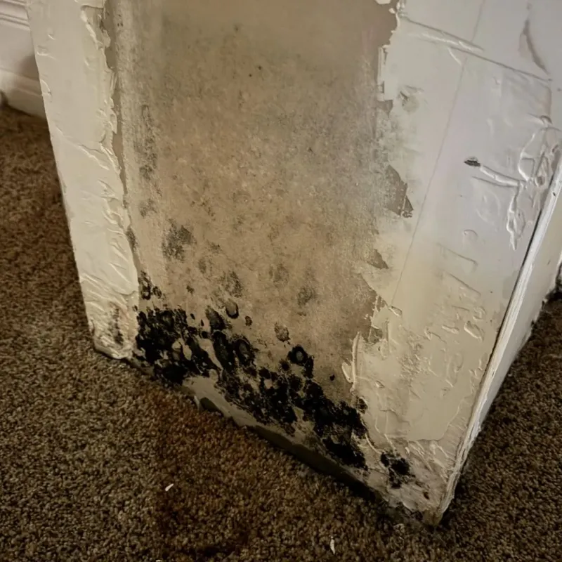 Professional Mold Removal in Rolla, MO